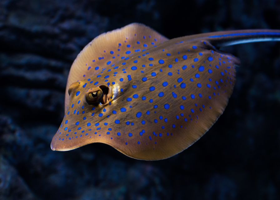 Cairns: Guided Twilight Tour of the Aquarium - The Dundee restaurant finish