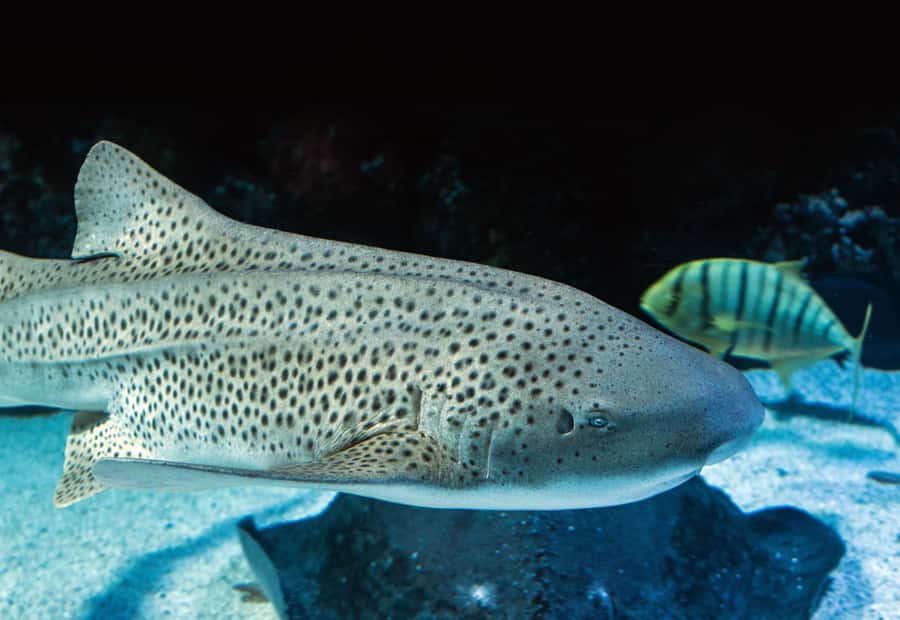 Cairns: Guided Twilight Tour of the Aquarium - Is $60 good value?