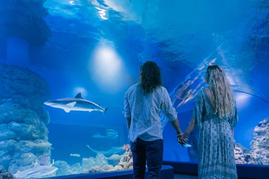 Cairns: Guided Twilight Tour of the Aquarium - Who should book the twilight aquarium tour?