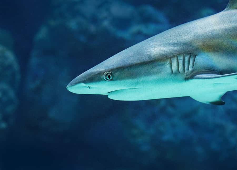 Cairns: Guided Twilight Tour of the Aquarium - Should you book it?