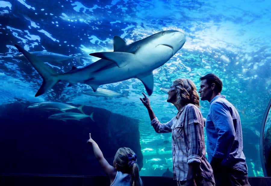 Cairns: Night at the Aquarium Guided Tour & 2 Course Dinner - Practical details before you book