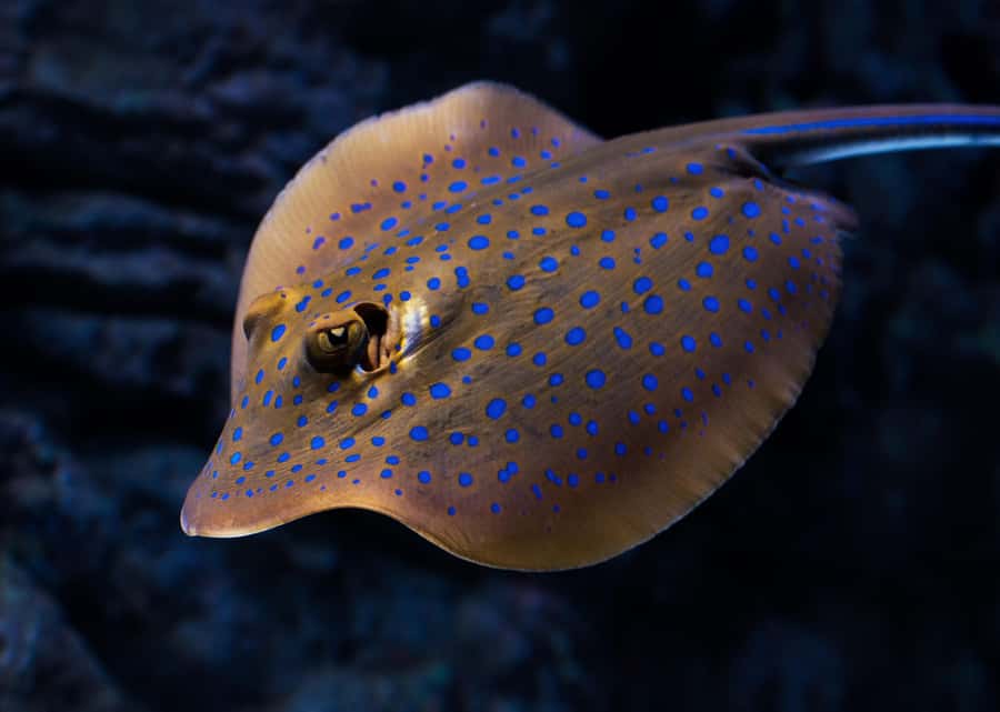Cairns: Night at the Aquarium Guided Tour - Seeing Cairns Aquarium after closing