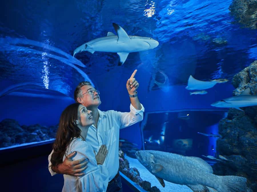 Cairns: Night at the Aquarium Guided Tour - From rivers to the Coral Sea