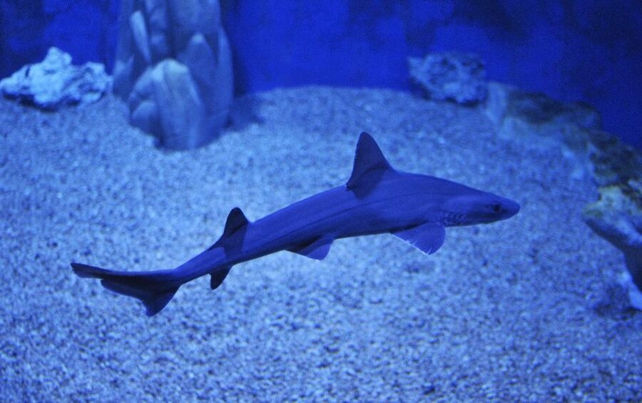 Cala Gonone: Cala Gonone Aquarium Entry Ticket - A Sardinian aquarium with a local point of view