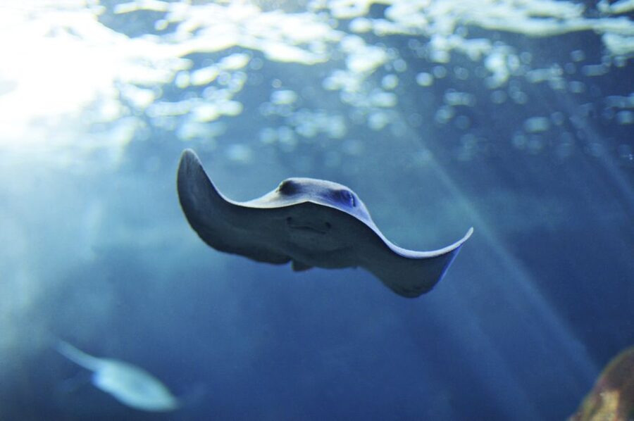Cala Gonone: Cala Gonone Aquarium Entry Ticket - What you see across the 24 tanks