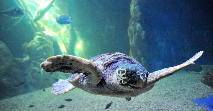 Cala Gonone: Cala Gonone Aquarium Entry Ticket - The fish-touching experience