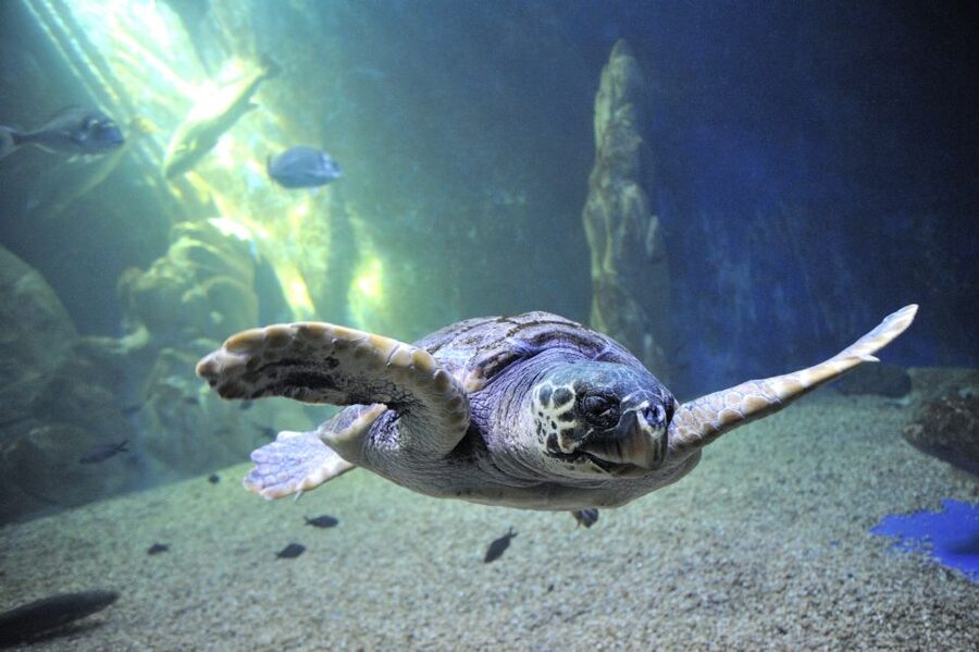 Cala Gonone: Cala Gonone Aquarium Entry Ticket - The tropical finale adds color and contrast