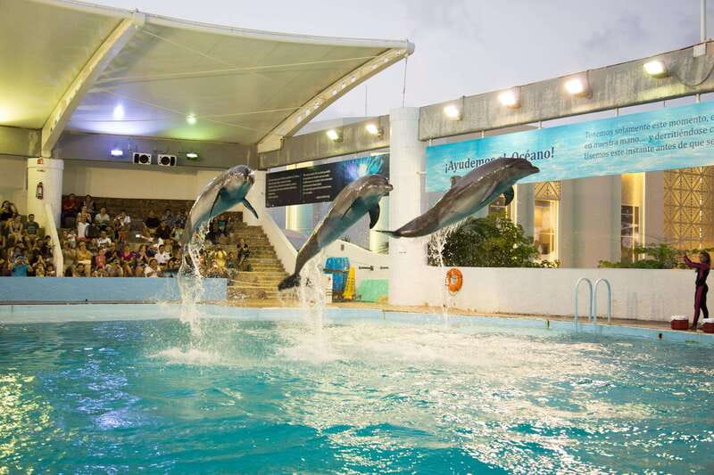 Cancún Interactive Aquarium Admission + Dolphin Presentation - Key points to know before you go