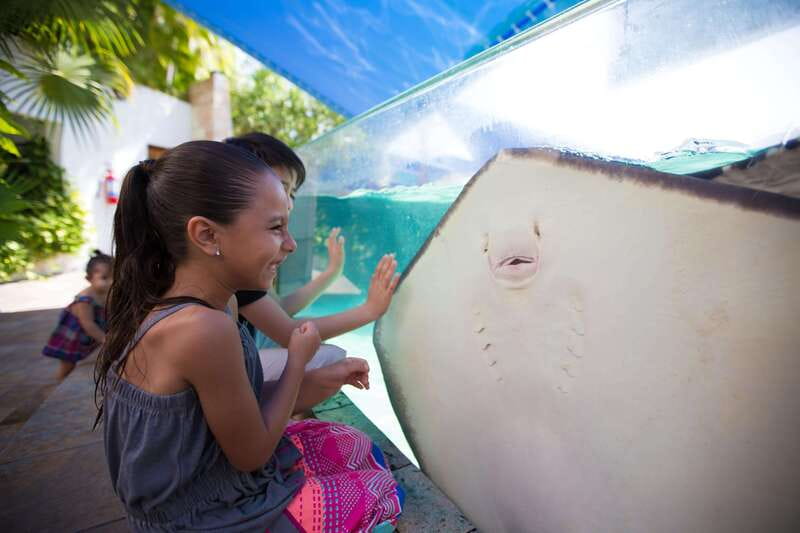 Cancún Interactive Aquarium Admission + Dolphin Presentation - What your $26 ticket covers at Interactive Aquarium Cancun