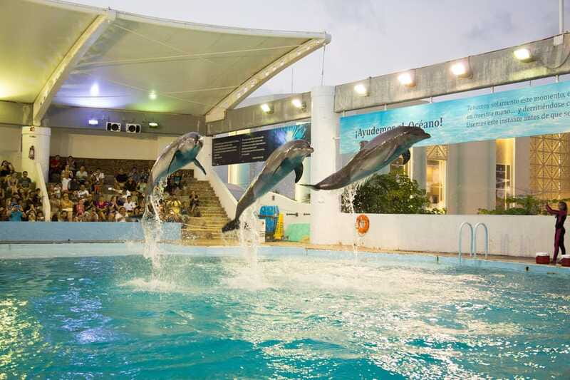 Cancún Interactive Aquarium Admission + Dolphin Presentation - Fish tanks filled with familiar and unusual species