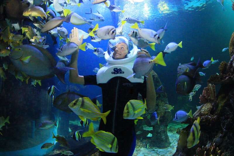 Cancun: Interactive Aquarium - Swim with dolphins Premium - Language, group size, and cancellation flexibility