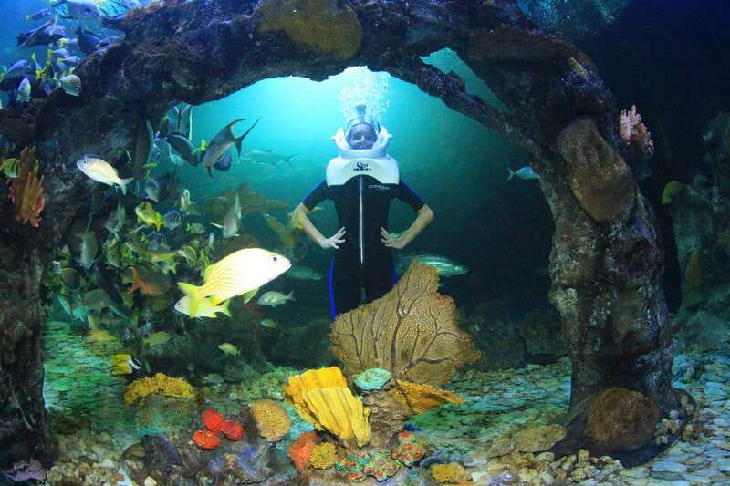 Cancun: Interactive Aquarium - Swim with dolphins Premium - Forty-five minutes with dolphins