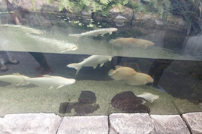Cebu Ocean Park - How Much Time Should You Allow?