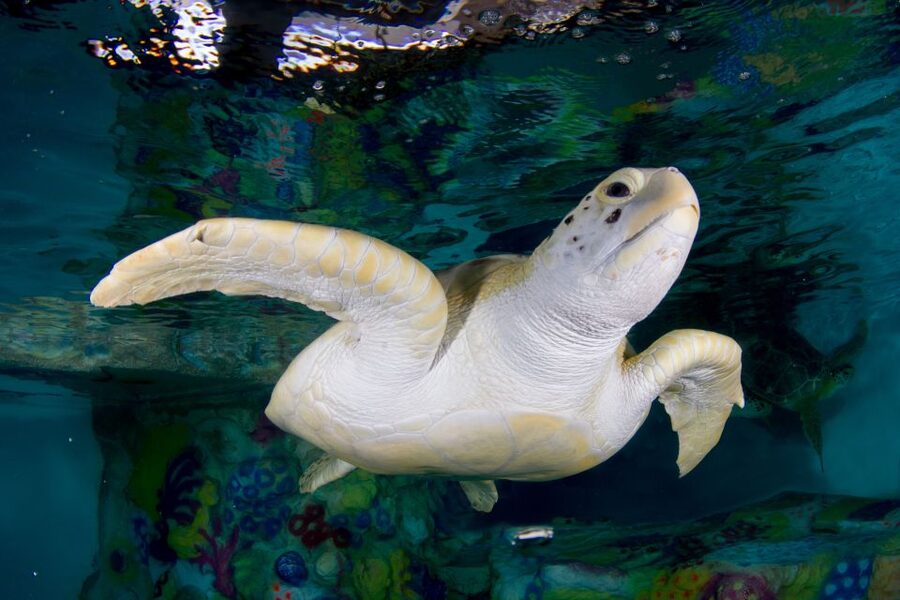Clearwater: Eco-Certified Marine Aquarium General Admission - Key Points to Know Before You Go