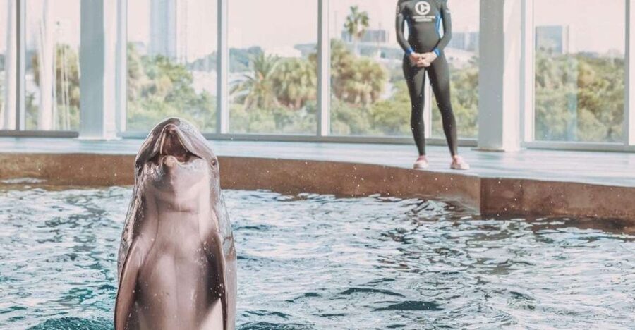 Clearwater: Eco-Certified Marine Aquarium General Admission - Why Clearwater Marine Aquarium Feels Different
