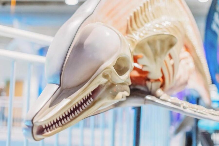 Clearwater: Eco-Certified Marine Aquarium General Admission - Meeting the Rescued Dolphins