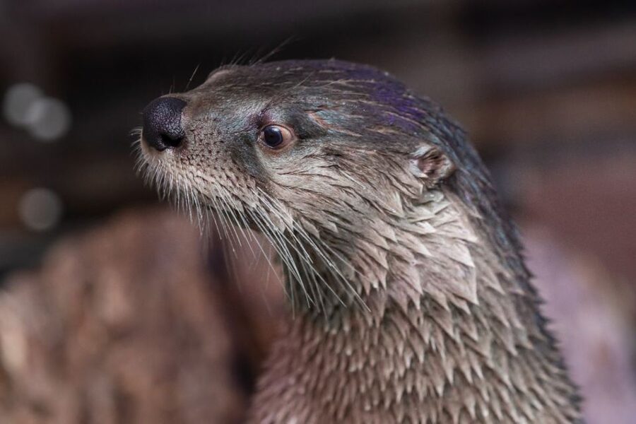 Clearwater: Eco-Certified Marine Aquarium General Admission - Exhibits, Theatre Programs, and Daily Talks