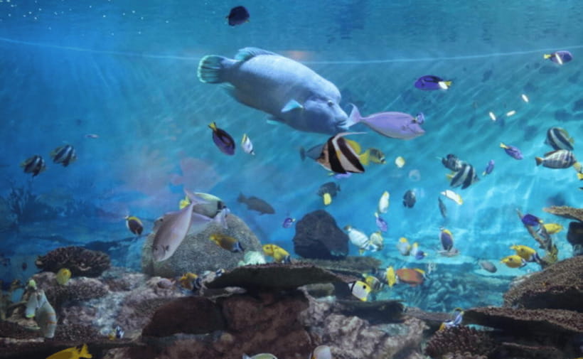 Coex Aquarium Entry Ticket - From Korean fields and valleys to tropical forests