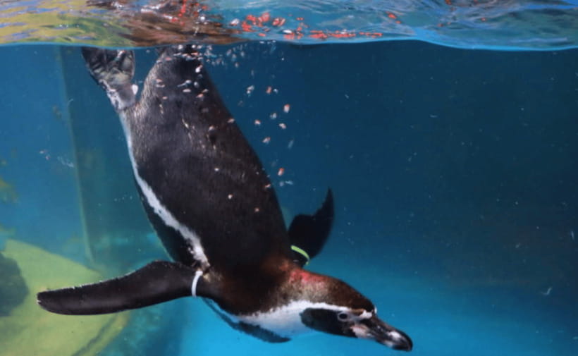 Coex Aquarium Entry Ticket - Penguins, otters, and the smaller stars