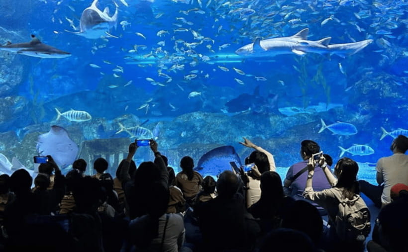 Coex Aquarium Entry Ticket - The shark tanks deliver the largest visual impact