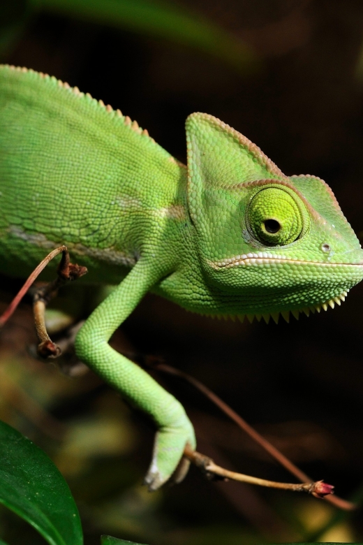 Cologne: Cologne Zoo and Aquarium Entry Ticket - Key things to know before you go