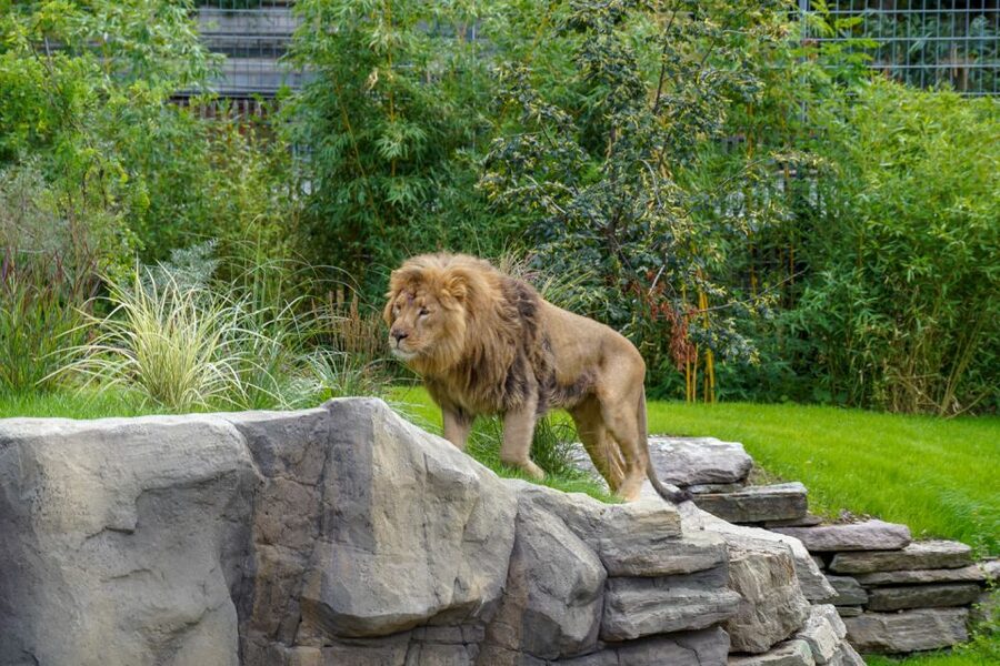 Cologne: Cologne Zoo and Aquarium Entry Ticket - The aquarium is a useful extra, not a full day