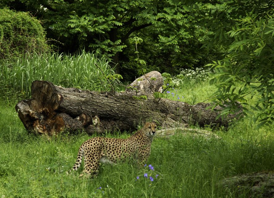 Cologne: Cologne Zoo and Aquarium Entry Ticket - Tigers, monkeys, sea lions, and orangutans