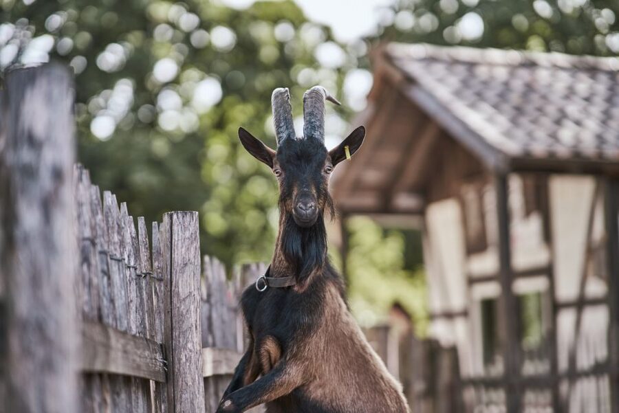 Cologne: Cologne Zoo and Aquarium Entry Ticket - Clemenshof keeps younger children involved