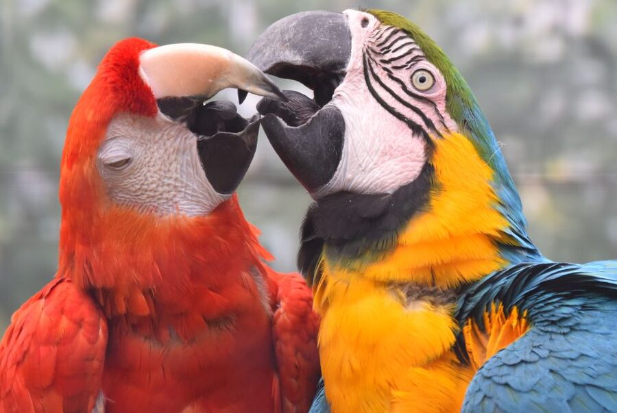 Cologne: Cologne Zoo and Aquarium Entry Ticket - The Asian elephant park is the main event