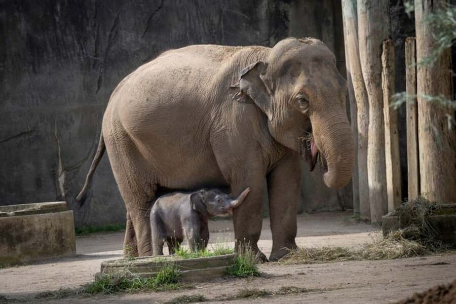 Columbus, OH: Columbus Zoo and Aquarium Entry Ticket - Heart of Africa brings the big cats into focus