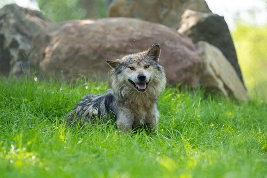Columbus, OH: Columbus Zoo and Aquarium Entry Ticket - Conservation gives the animal exhibits a purpose