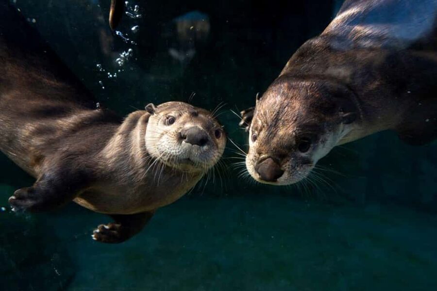 Columbus, OH: Columbus Zoo and Aquarium Entry Ticket - Who will get the most from this visit