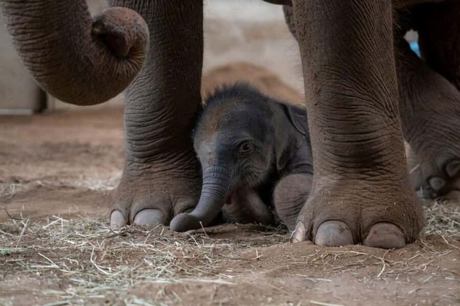 Columbus, OH: Columbus Zoo and Aquarium Entry Ticket - Start with the world’s animals, not a rigid route