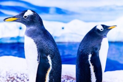 Combo Ticket: Madame Tussauds & SEA LIFE London Aquarium