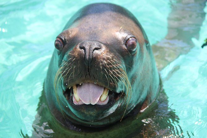Coral World Ocean Park General Admission Ticket - What the $29 Coral World ticket actually gives you