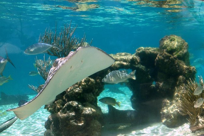 Coral World Ocean Park General Admission Ticket - Touch pools, turtles, sharks, and stingrays