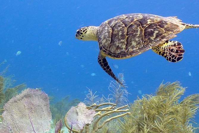 Coral World Ocean Park General Admission Ticket - Paid encounters need a separate budget