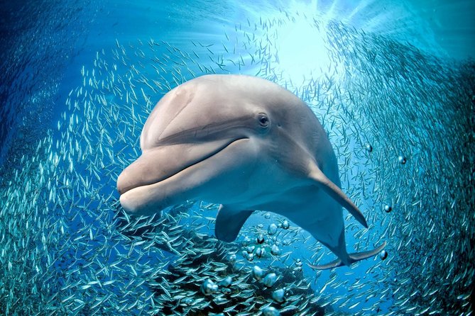 Coral World Ocean Park General Admission Ticket - Start at Coki Point Beach for an easy island break
