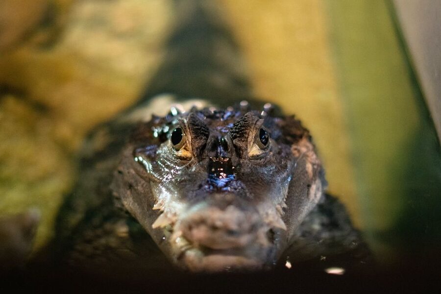 Corfu: Aquarium Entry Ticket with Guided Tour - What the Corfu Aquarium visit is really like