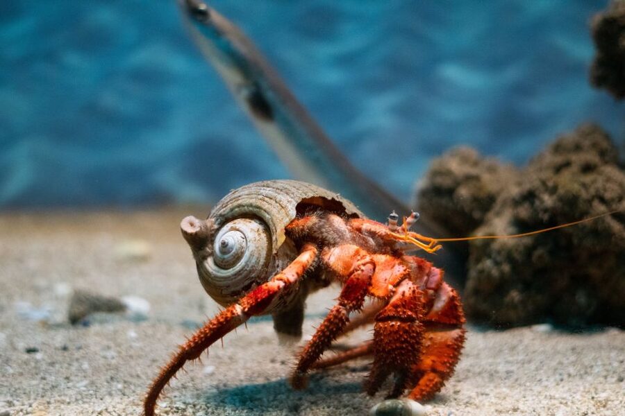 Corfu: Aquarium Entry Ticket with Guided Tour - How the 45-minute guided tour works