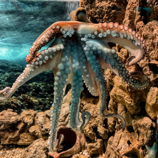 Corfu: Aquarium Entry Ticket with Guided Tour - Getting there from Corfu Town