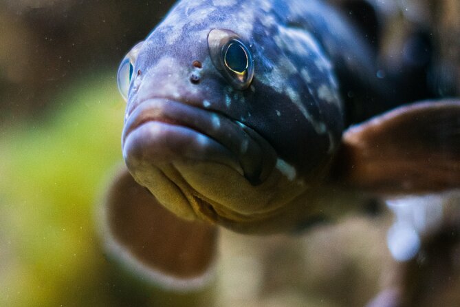 Corfu Aquarium Ticket with Tour Included - Who will get the most from this visit