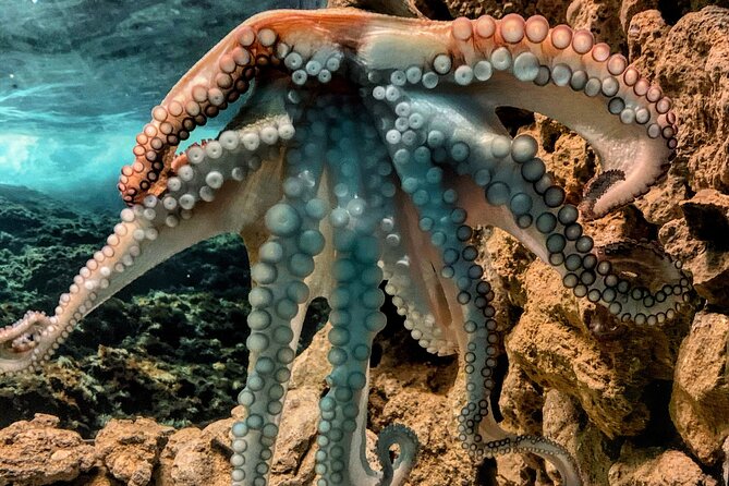 Corfu Aquarium Ticket with Tour Included - Should you book Corfu Aquarium?