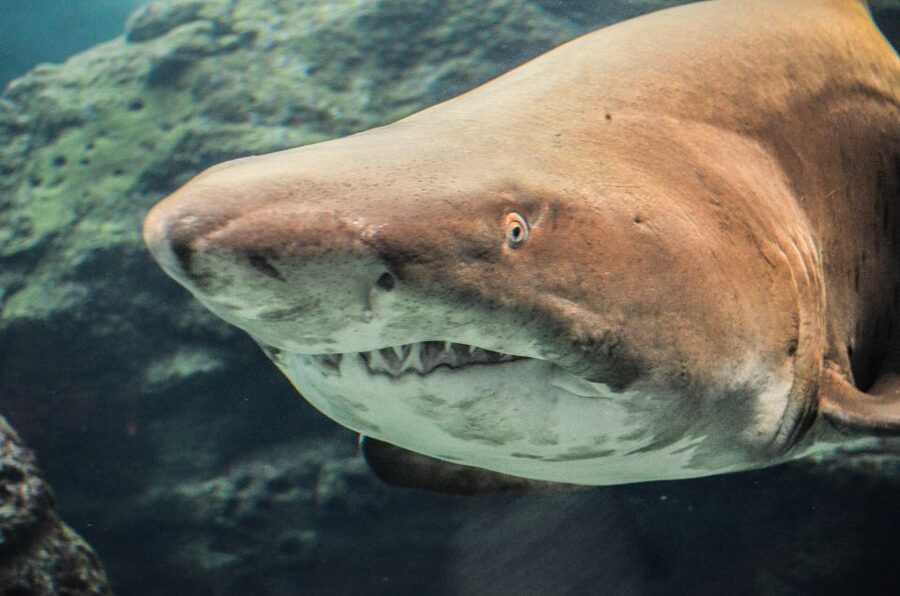 Crete: Heraklion Center, Local Market and Creta Aquarium - From resort pickup to Cretaquarium
