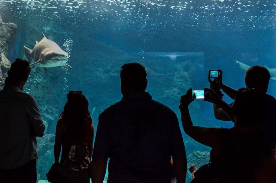 Crete: Heraklion Center, Local Market and Creta Aquarium - Who will enjoy this Crete day out?