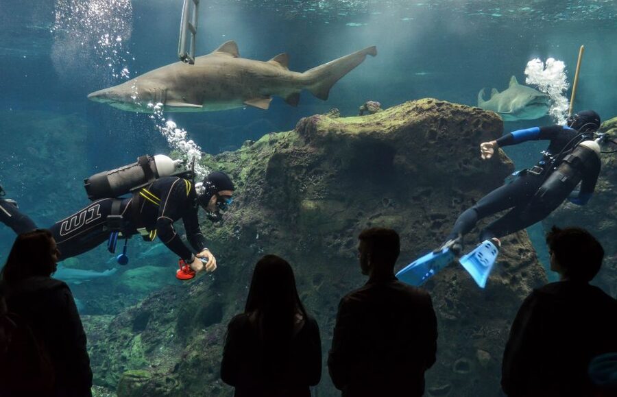 Crete: Heraklion Center, Local Market and Creta Aquarium - Cretaquarium: an 80-minute look below the surface