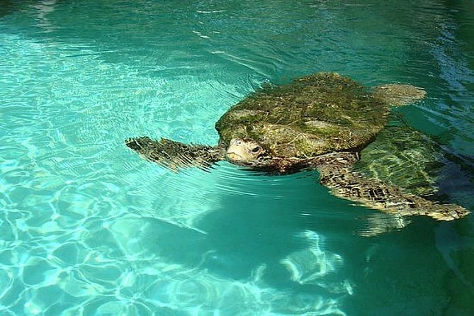 Crystal Caves, Aquarium, City of Hamilton and Ferry - Hamilton gives you a useful hour in the capital
