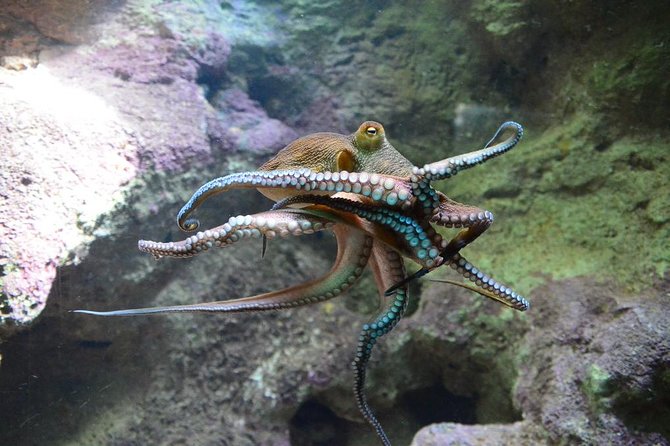 Crystal Caves, Aquarium, City of Hamilton and Ferry - The ferry home is one of the tour’s best features