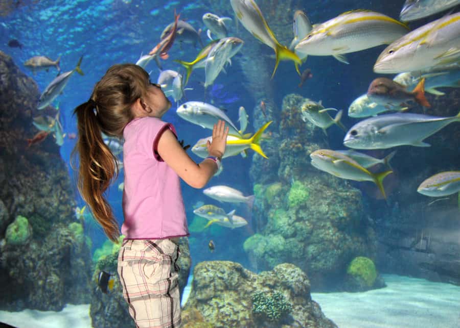 Denver: Downtown Aquarium All-Day Pass - What the $27 Downtown Aquarium ticket gives you