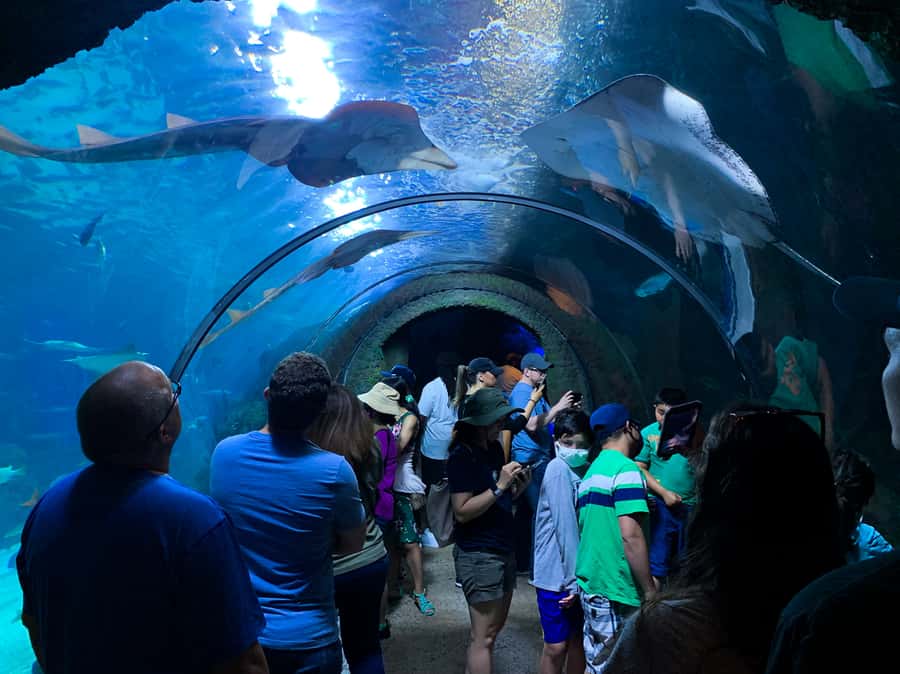 Denver: Downtown Aquarium All-Day Pass - Watching fish from freshwater and saltwater displays